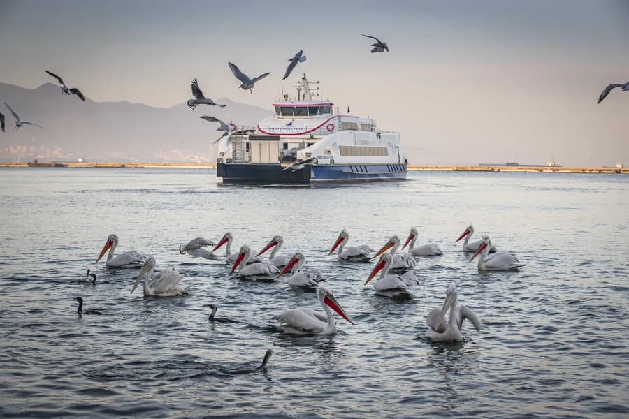 İzmir Körfezi'nde seyreden vapurun önünde su üstündeki pelikan sürüsü